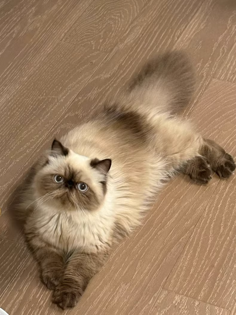 喜马拉雅猫重点色