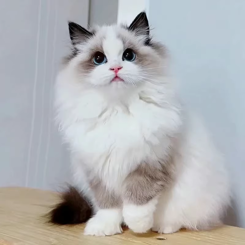 布偶猫