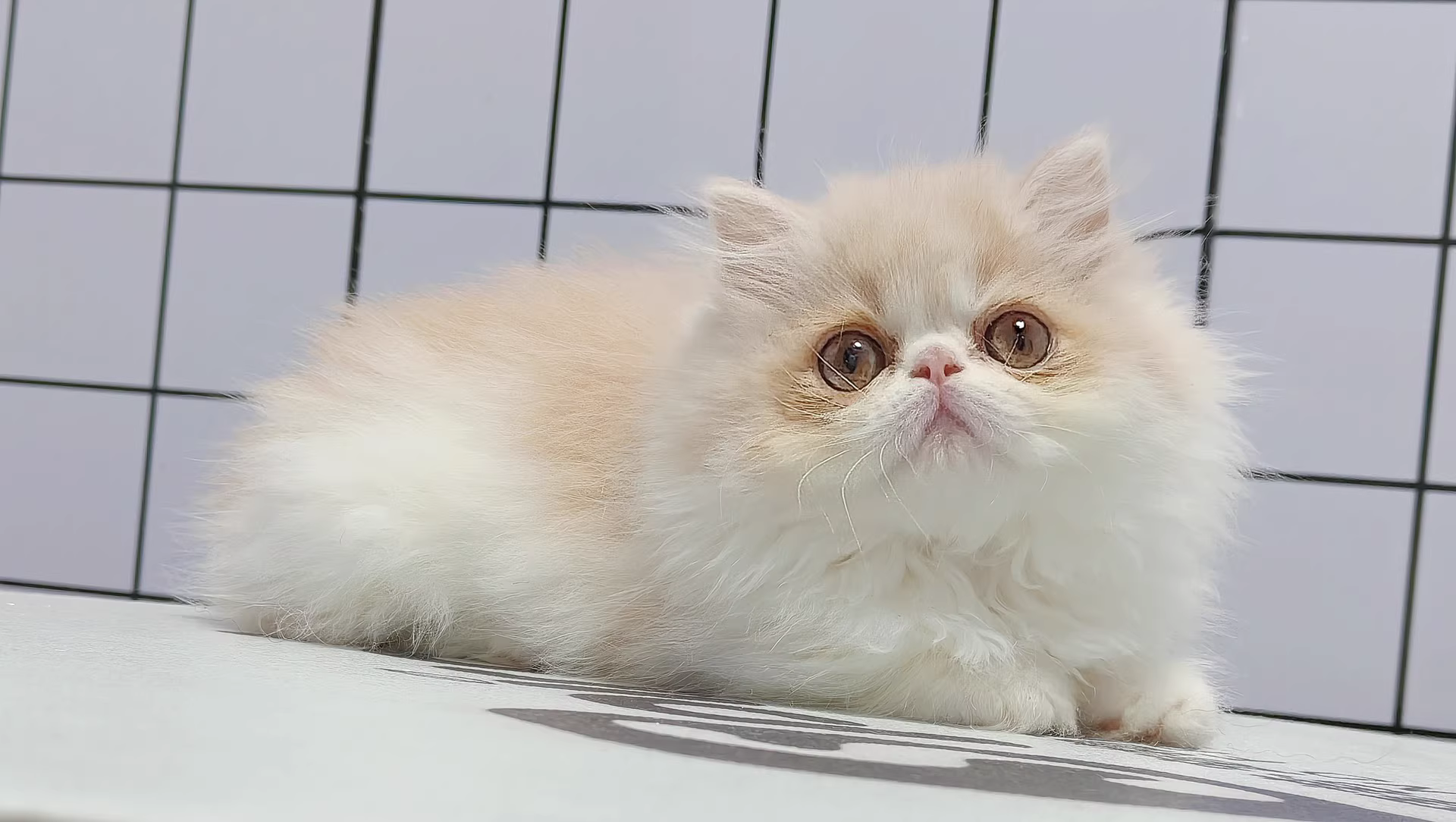 波斯猫