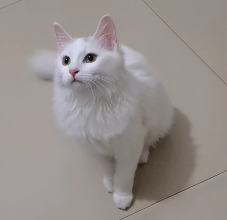 狮子猫