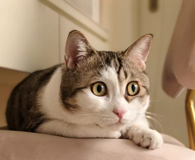 简州猫
