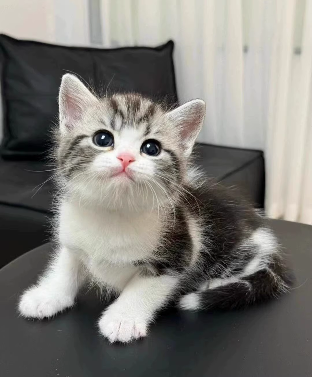 美国短毛猫