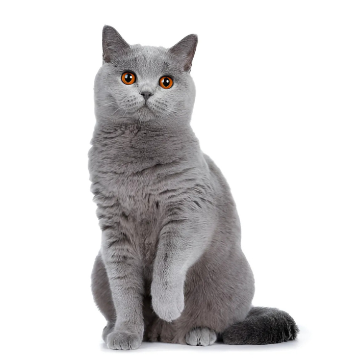 英国短毛猫蓝猫