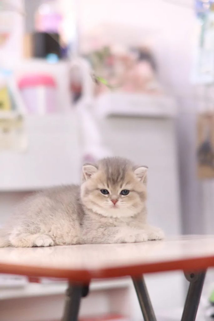 英国短毛猫-蓝金色