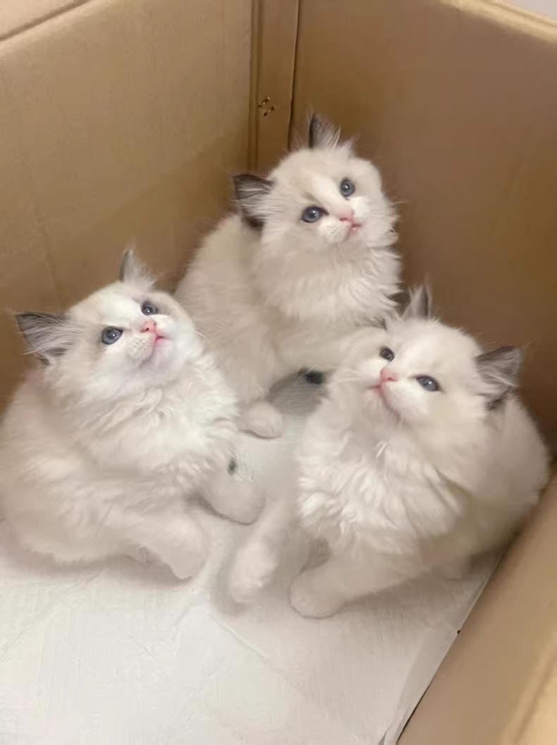 3只布偶猫在箱子里