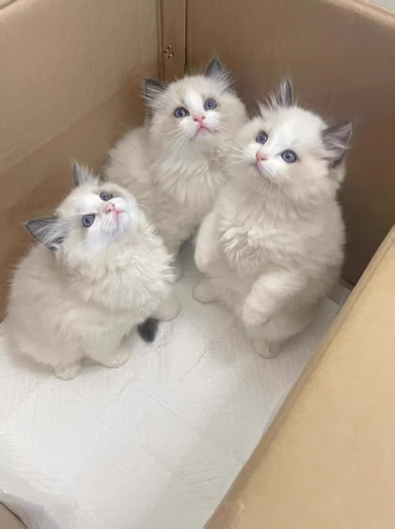 3只布偶猫在箱子里1