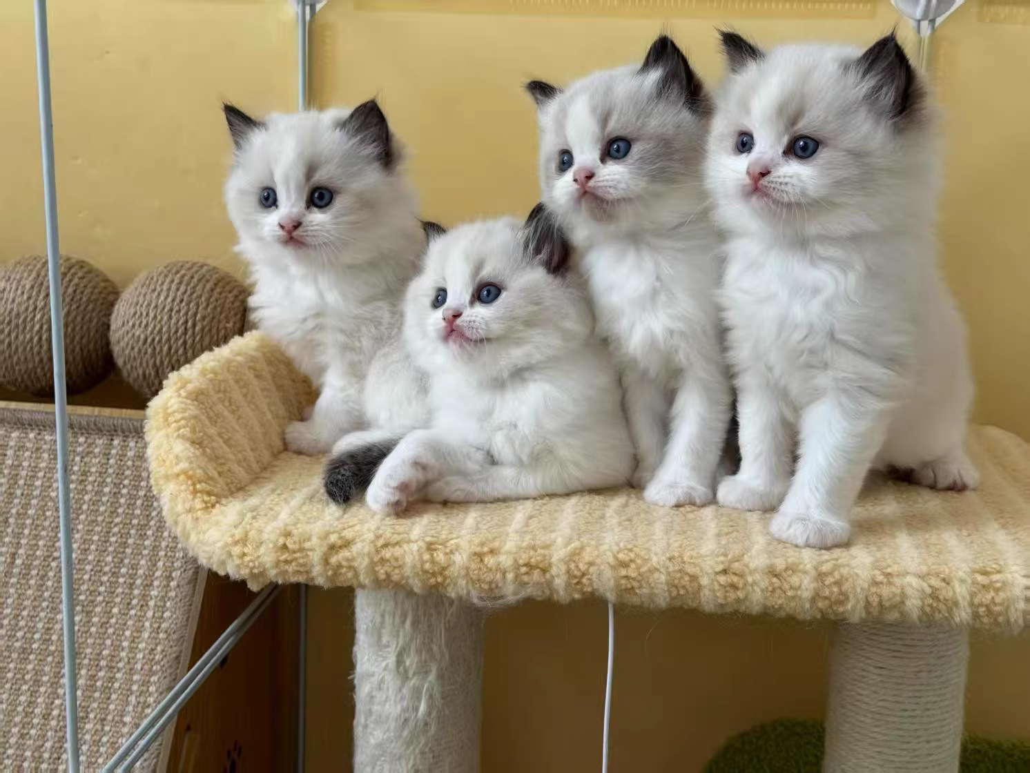 4只布偶小猫在架子上