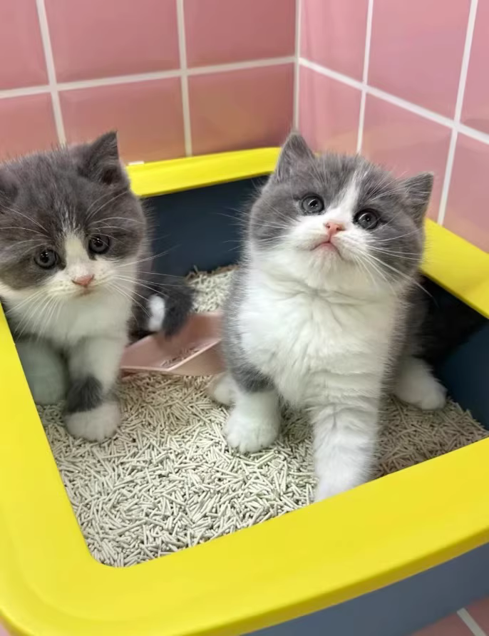 两只可爱的英短小猫在猫砂盆里