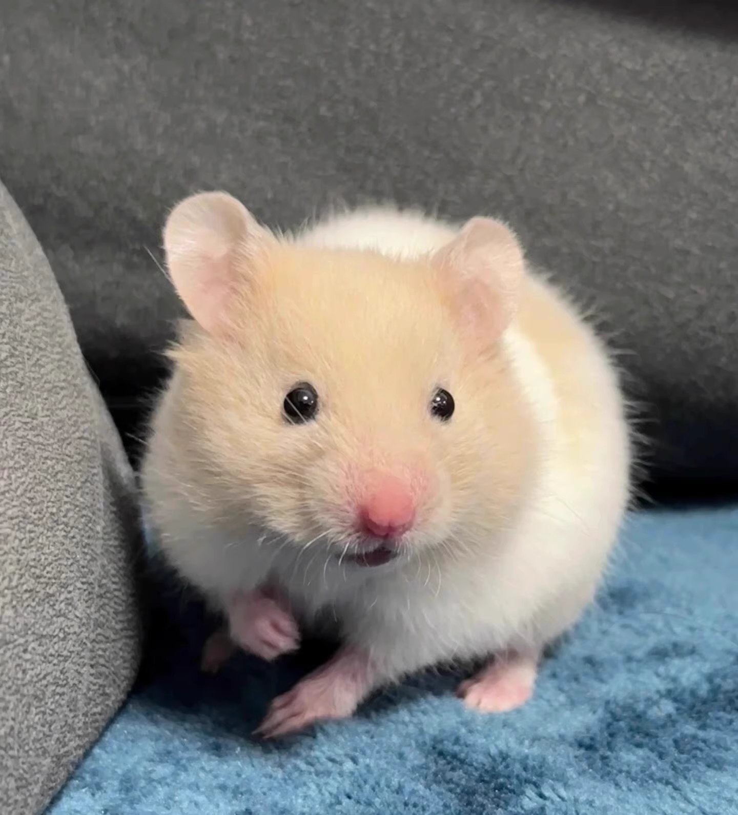宠物仓鼠