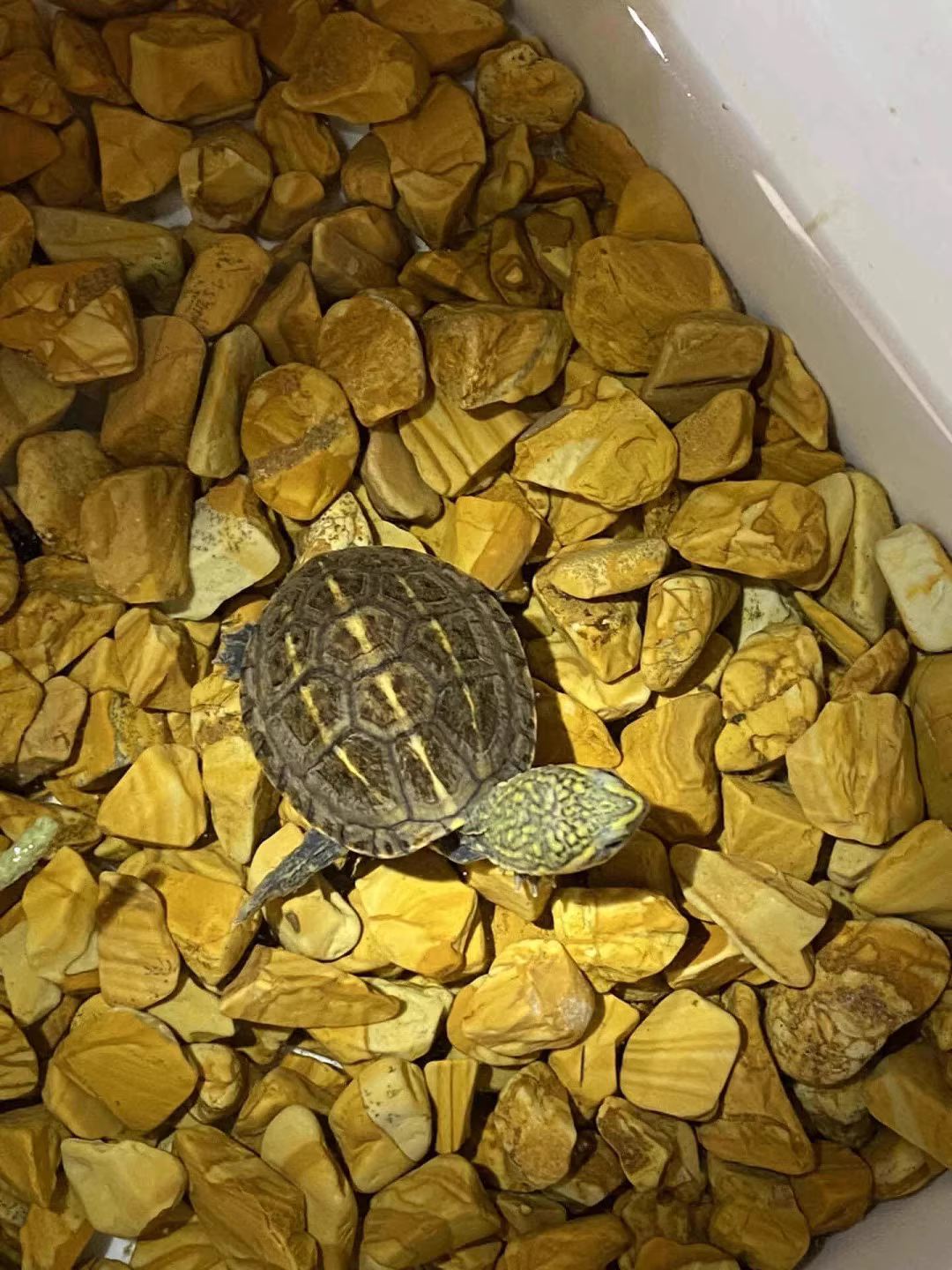 小乌龟宠物