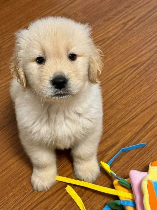 小金毛幼犬