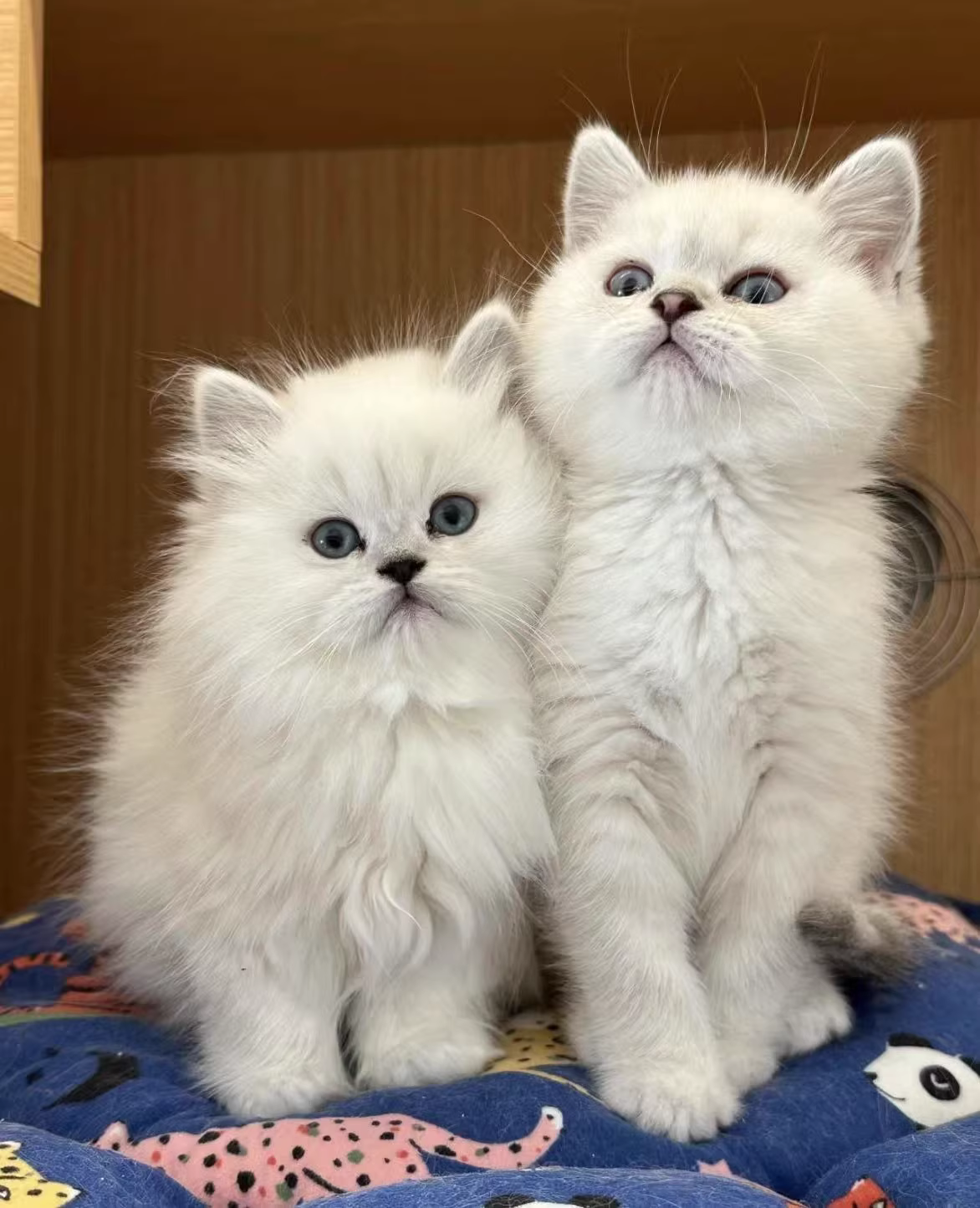 长毛猫