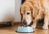 一只金毛狗在家里用碗喝水