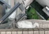 一只布偶猫掉到窗台外