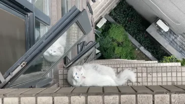 一只布偶猫掉到窗台外