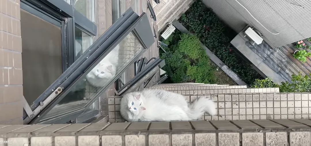 一只布偶猫掉到窗台外
