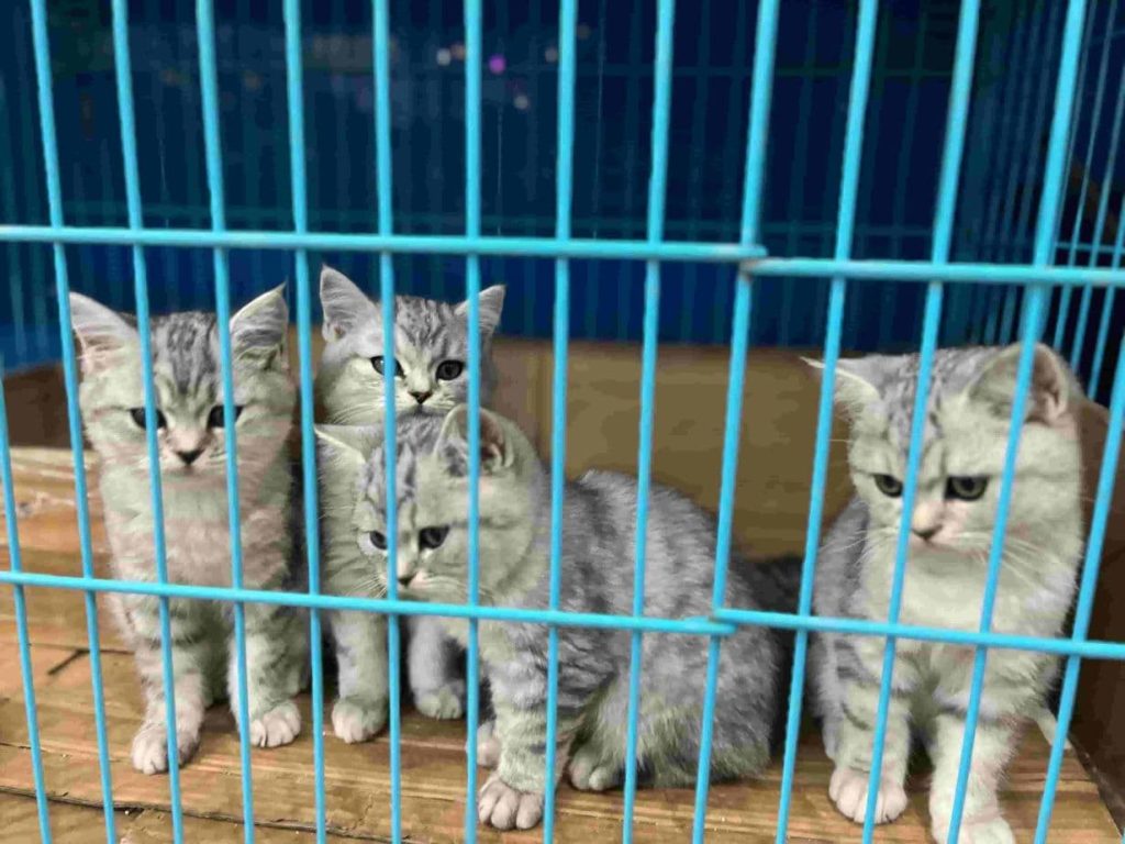 四只银渐层关在猫笼子里