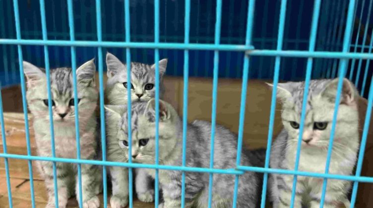 四只银渐层关在猫笼子里